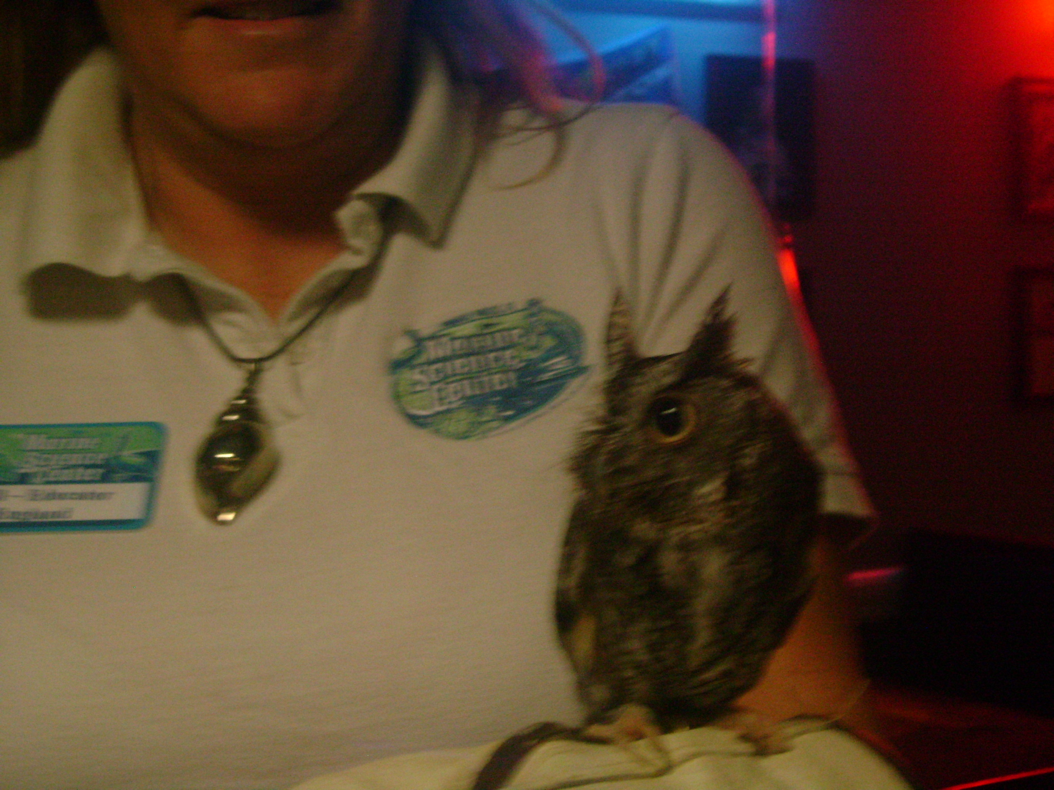 SCREECH OWL THAT WAS IN THE RACING NORTH TURN RESTEERAUNT